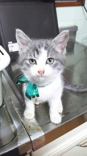 犯人確保 猫 シンク 首 突っ込む 排水口