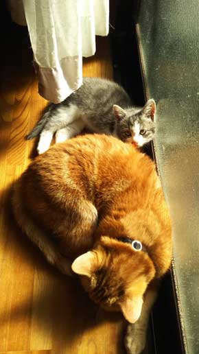 犯人確保 猫 シンク 首 突っ込む 排水口