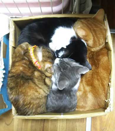 犯人確保 猫 シンク 首 突っ込む 排水口