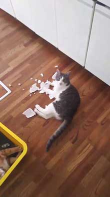 犯人確保 猫 シンク 首 突っ込む 排水口