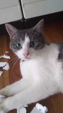 犯人確保 猫 シンク 首 突っ込む 排水口