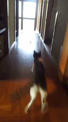 犯人確保 猫 シンク 首 突っ込む 排水口