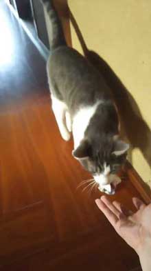 犯人確保 猫 シンク 首 突っ込む 排水口