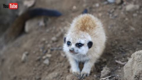 ミーアキャット