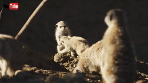 ミーアキャット