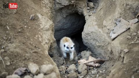 ミーアキャット