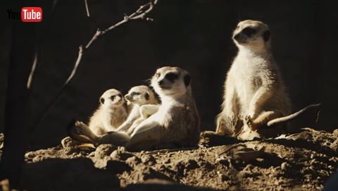 ミーアキャット