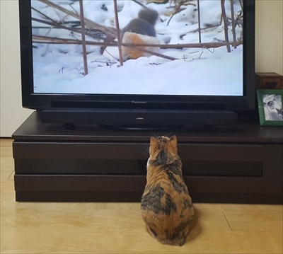 猫漫画　菊ちゃん