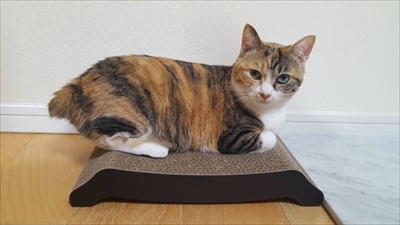 猫漫画　菊ちゃん