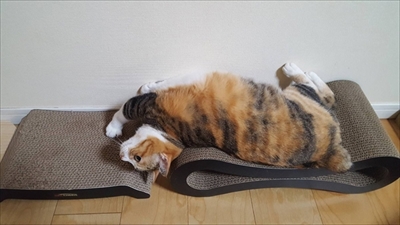 猫漫画　菊ちゃん