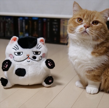 マンチカンズと仲間たち