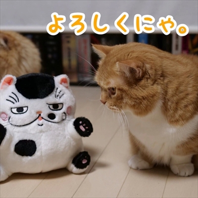 マンチカンズと仲間たち