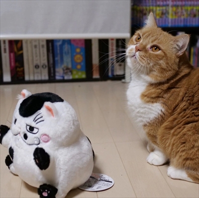 マンチカンズと仲間たち