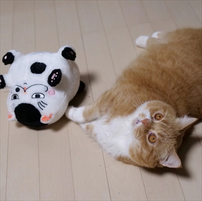 マンチカンズと仲間たち