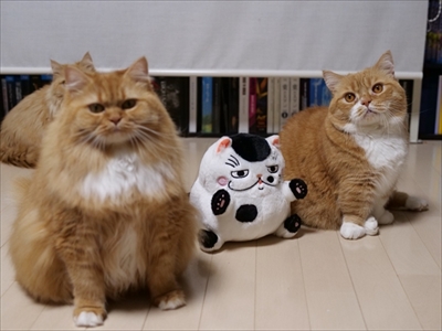 マンチカンズと仲間たち