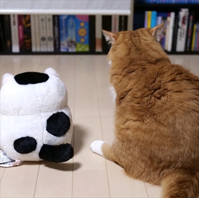 マンチカンズと仲間たち