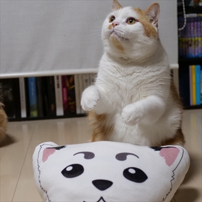 マンチカンズと仲間たち