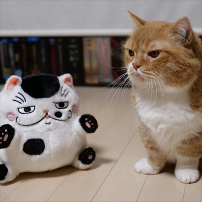 マンチカンズと仲間たち