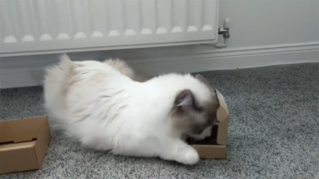 caspar and box