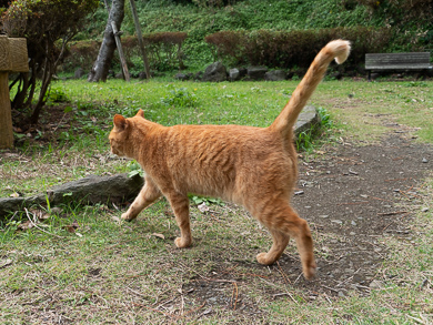 横須賀　トンネルカード　トンネル　平沼義之　隧道　めぐり　旅　観音崎　ねこ