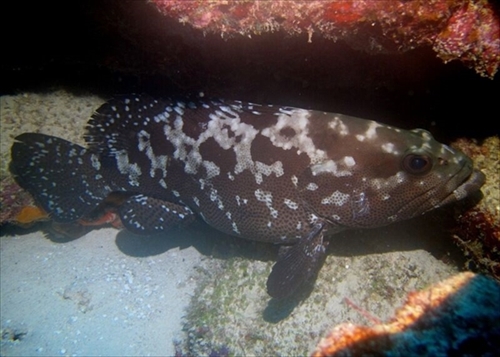 IUCNレッドリスト