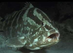 IUCNレッドリスト