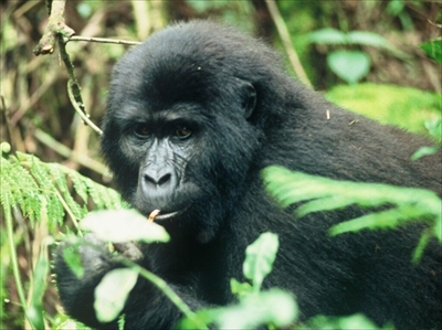 IUCNレッドリスト