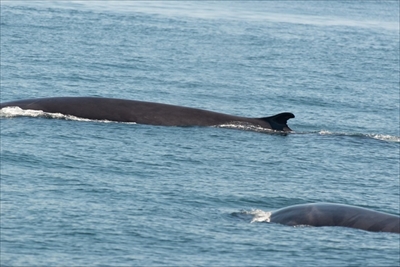 IUCNレッドリスト
