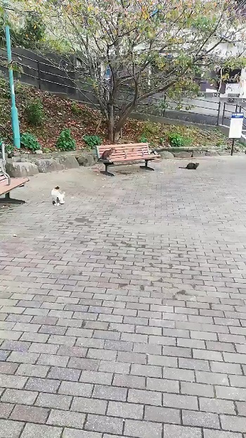 野良猫