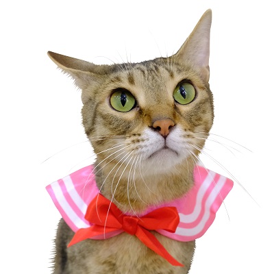 ねこセーラー