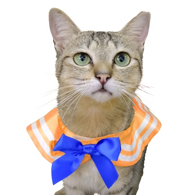 ねこセーラー
