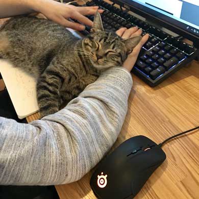 理想と違った 猫のいる仕事場 現実 椅子 あるある