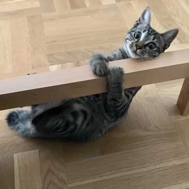 理想と違った 猫のいる仕事場 現実 椅子 あるある