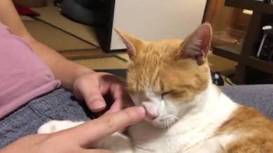 猫バンバン