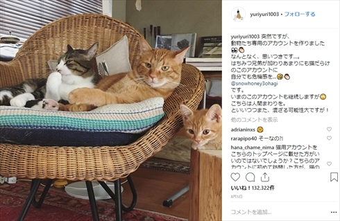 石田ゆり子 マチネの終わりに ペット 犬 猫 ハニ オタビ 雪 はちみつ はっち みっつ