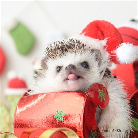 つんつんマルシェ