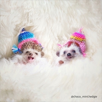 つんつんマルシェ