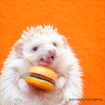 つんつんマルシェ