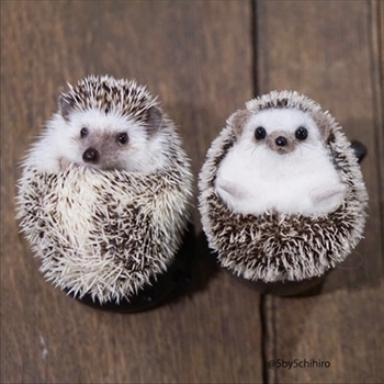 つんつんマルシェ