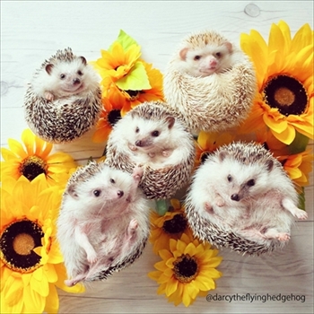 つんつんマルシェ