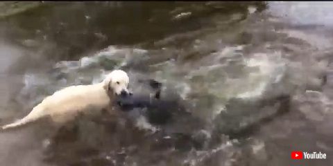 ワンちゃんとお魚さん