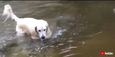 ワンちゃんとお魚さん