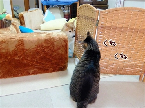 柴犬ひかりといちごと猫ミルキー