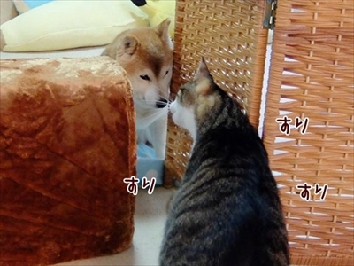 柴犬ひかりといちごと猫ミルキー