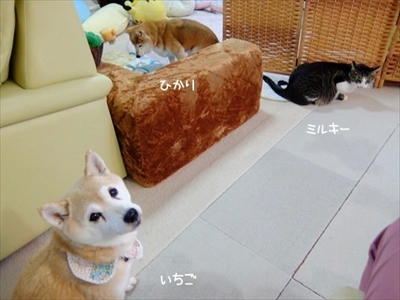 柴犬ひかりといちごと猫ミルキー