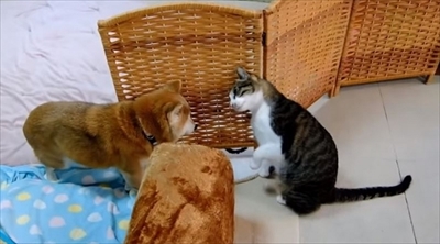 柴犬ひかりといちごと猫ミルキー