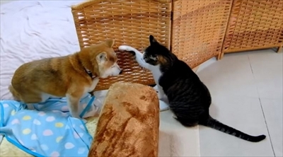 柴犬ひかりといちごと猫ミルキー