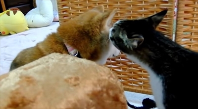 柴犬ひかりといちごと猫ミルキー