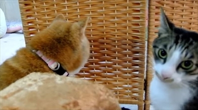 柴犬ひかりといちごと猫ミルキー