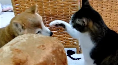 柴犬ひかりといちごと猫ミルキー